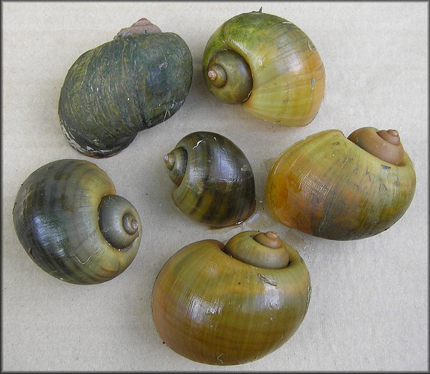 Some living Pomacea maculata from the lake (9/24/2007)