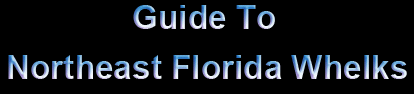 Guide To Northeast Florida Whelks