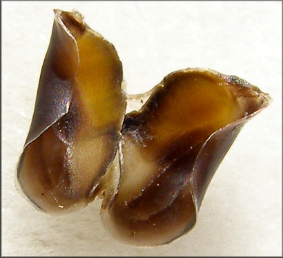 Pomacea canaliculata (Lamarck, 1822) Chitinous Jaws