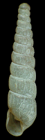 Cryptelasmus canteroianus cienfuegosensis Pilsbry, 1907