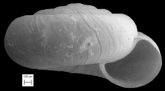 Helicodiscus hadenoecus Hubricht, 1962 Cricket Coil