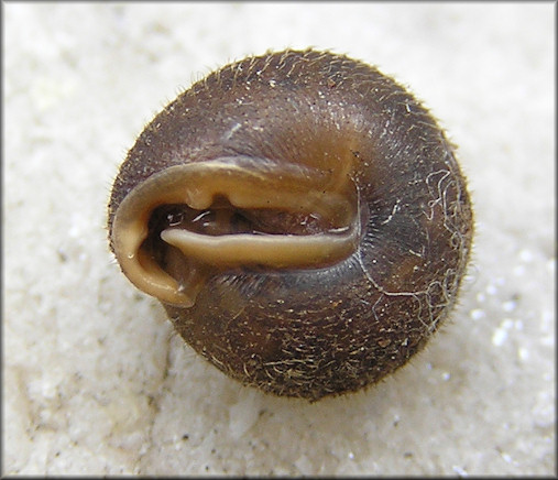 Stenotrema hirsutum (Say, 1817) Hairy Slitmouth