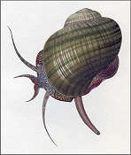 Pomacea paludosa (Say, 1829) Hand Colored Plate