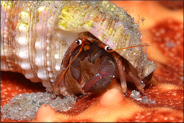 Cerithium atratum (Born, 1778) Dark Cerith With Orangeclaw Hermit Crab [Calcinus tibicen (Herbst, 1791)]