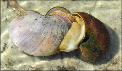 Hatton Chase Subdivision Pomacea Mating (5/26/2006)