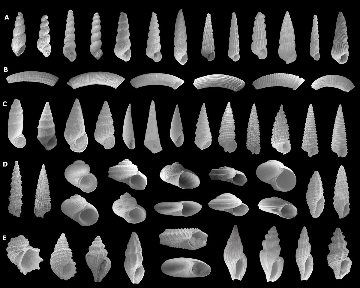 Micromollusks of the Lower Pinecrest Beds, Upper Tamiami Formation, Sarasota County, Florida