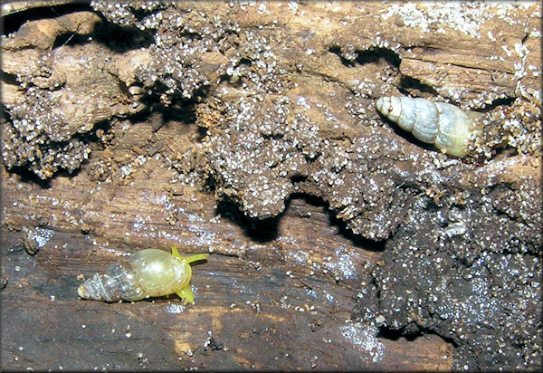 Lamellaxis micrus (d'Orbigny, 1835) Tiny Awlsnail In Situ