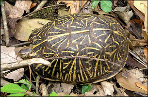 Florida Box Turtle [Terrapene carolina bauri]