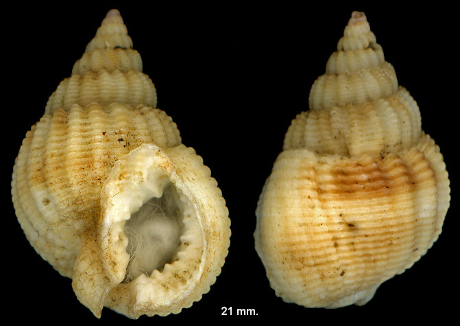 Tritia denticulata (A. Adams, 1852)