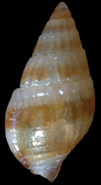 Parvanachis ornata (Ravenel, 1859)