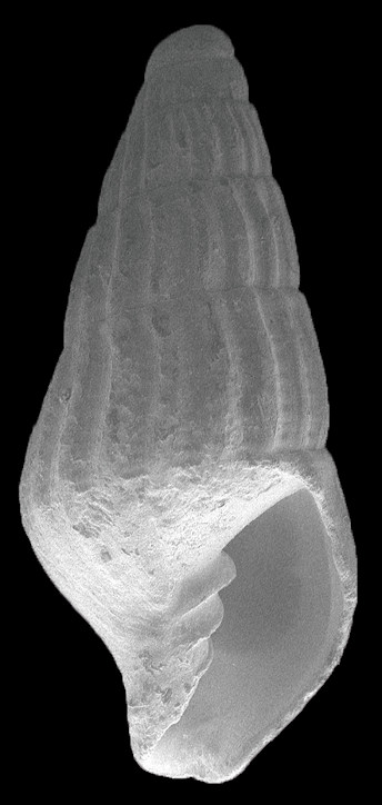 Uromitra holmesii (Dall, 1890) Fossil