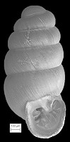Gastrocopta holzingeri (Sterki, 1889) Lambda Snaggletooth
