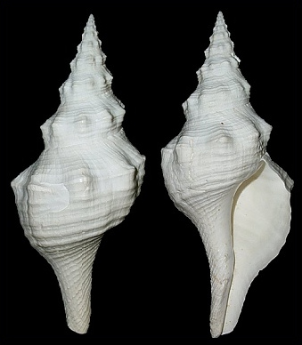 Triplofusus giganteus (Kiener, 1840) Albinos