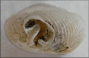 Daedalochila sp. aff. hausmani (Jackson, 1948)