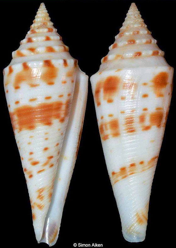 Conus ichinoseana (Kuroda, 1956)
