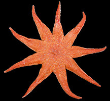 Solaster species F "Fisher's Sun Star"
