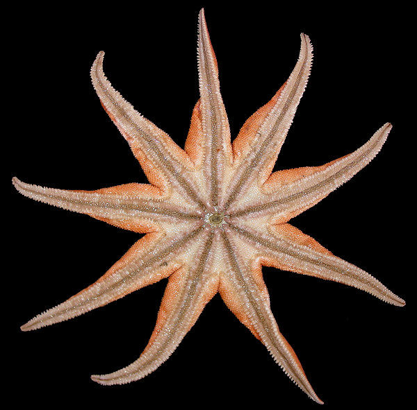 Solaster species F "Fisher's Sun Star" 