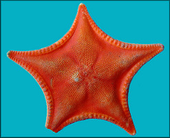 Ceramaster stellatus D'yakonov, 1950 Stellate Cookie Star