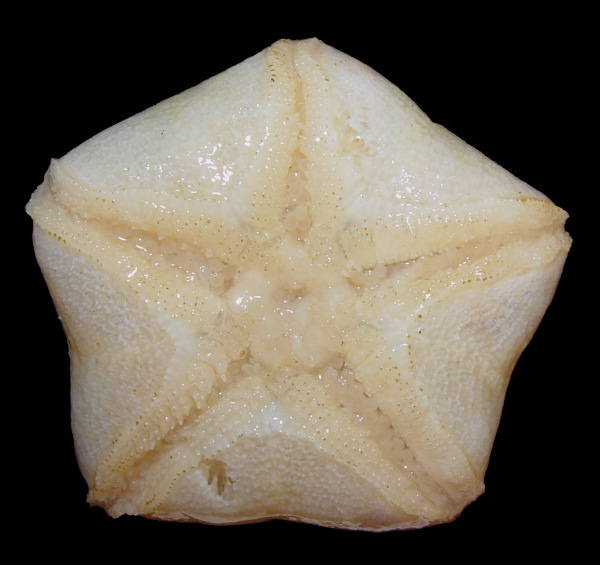 Pteraster species A "Northern Slime star"