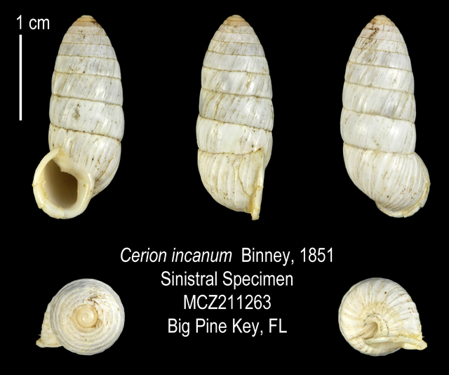 Cerion incanum (A. Binney, 1851) Gray Cerion Sinistral