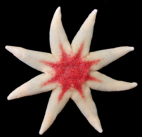 Solaster species A "Remarkable Sun Star"