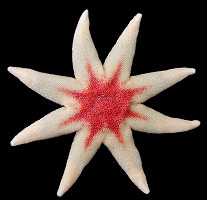 Solaster species A
