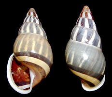 Amphidromus quadrasi aborlanensis Bartsch, 1946