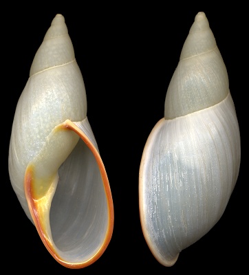 Placostylus miltocheilus (Reeve, 1848)