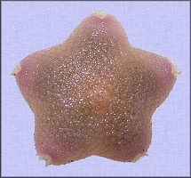 Pteraster tesselatus Ives, 1888 Slime Star (Juvenile)