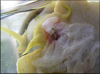 Pomacea canaliculata (Lamarck, 1822) Feeding On Lettuce