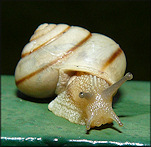 Bradybaena similaris (Férussac, 1821) Asian Tramp Snail