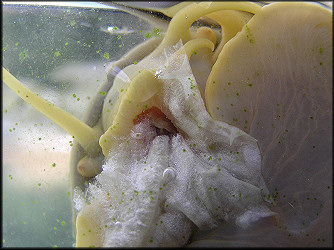 Pomacea canaliculata (Lamarck, 1822) Feeding On Lettuce