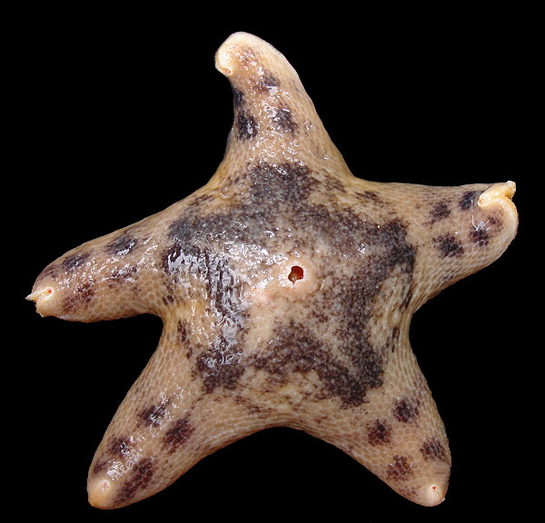 Pteraster tesselatus Ives, 1888 Slime Star 