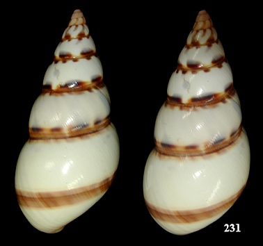 Liguus fasciatus pictus (Reeve 1842)