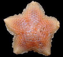 Pteraster species D "Zeus' Shield Star"