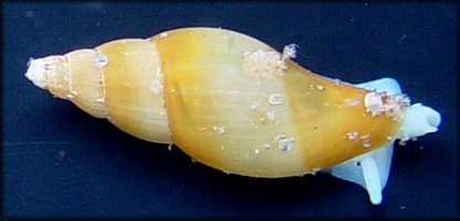 Volutomitra species A