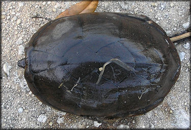 Loggerhead Musk Turtle [Sternotherus minor minor]