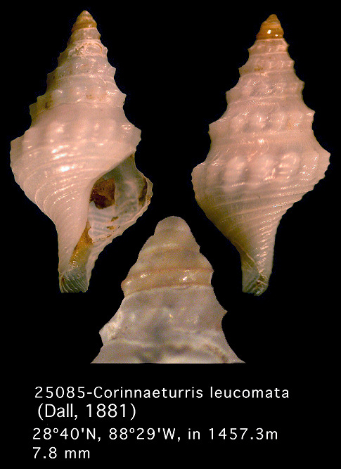 Corinnaeturris leucomata (Dall, 1881)
