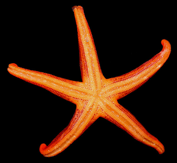 Henricia species A "Lined Blood Star"