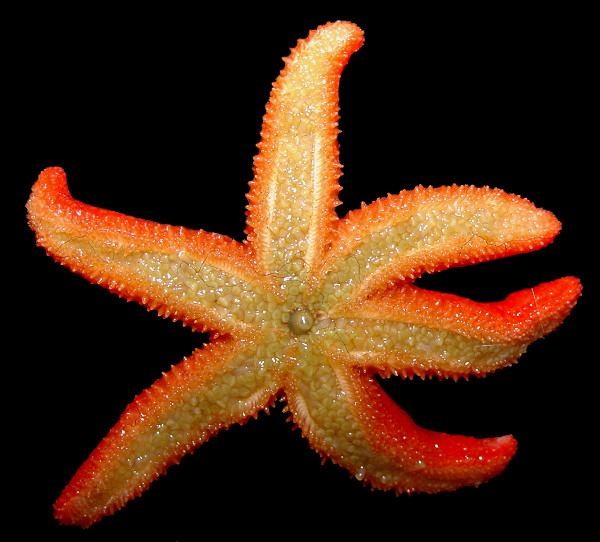 Leptasterias leptodoma Fisher, 1930 "Scarlet six-rayed Star"