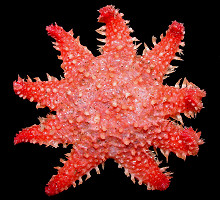Crossaster species B "Pink Rose Star"
