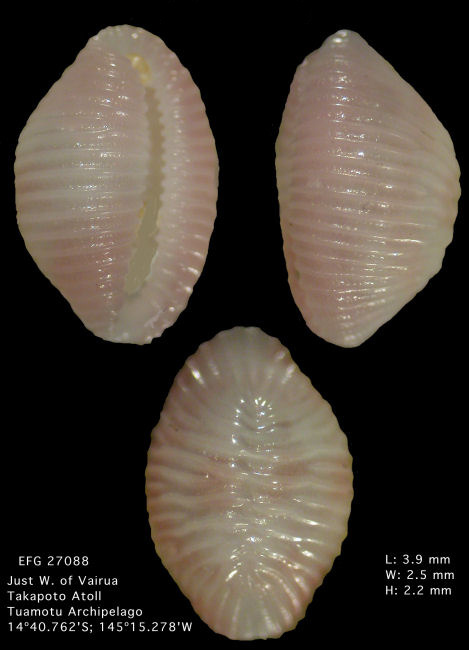 Austrotrivia corinneae (Shaw, 1909)