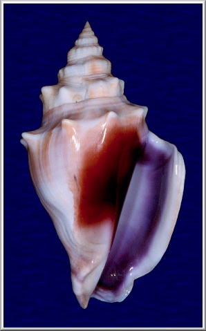 Strombus alatus Gmelin, 1791 Lavender Aperture