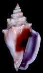 Strombus alatus Gmelin, 1791 Lavender Aperture