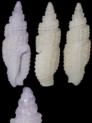 Kermia cylindrica (Pease, 1860)