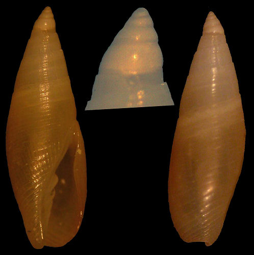 Carinomitra saltata (Pease, 1865)