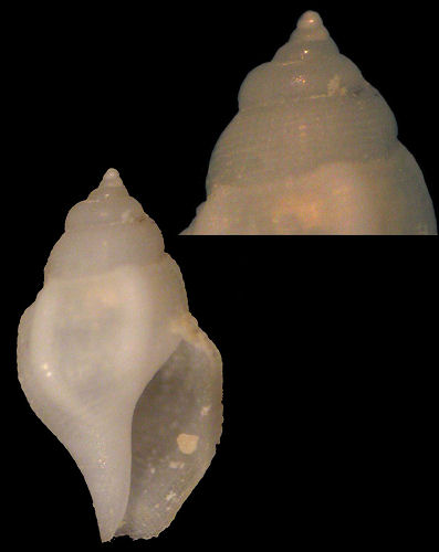 Gibberulus gibberulus gibbosus (Röding, 1798)