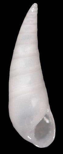 Melanella dufresnei Bowdich, 1832