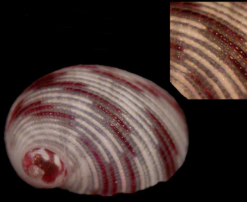 Stomatella asperulata (A. Adams, 1850)