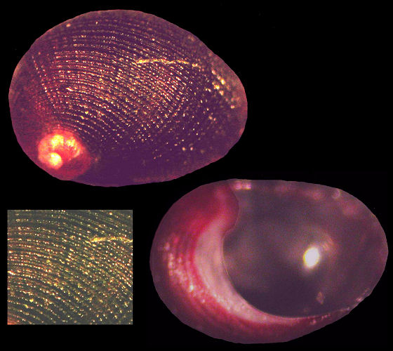 Synaptocochlea cf. concinna (Gould, 1845)